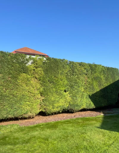 rizikove kaceni stromu brno a okoli martin visnovsky 13