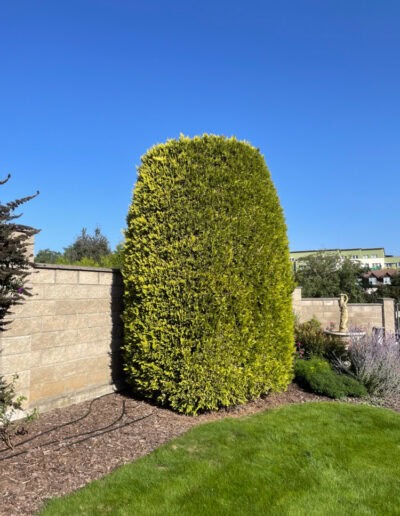 rizikove kaceni stromu brno a okoli martin visnovsky 15