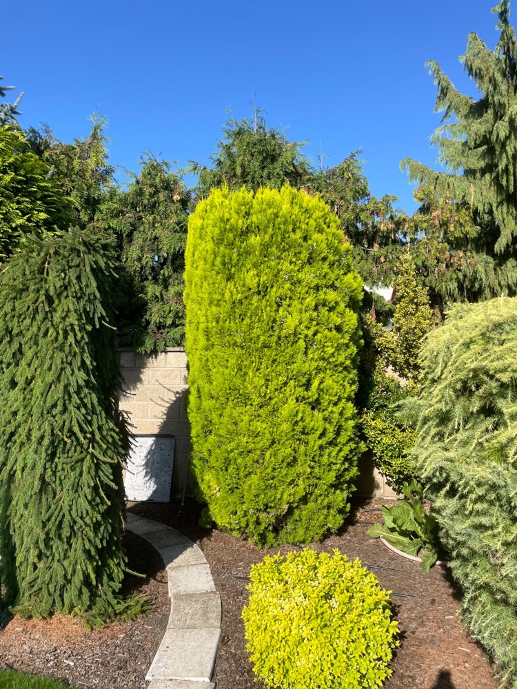 rizikove kaceni stromu brno a okoli martin visnovsky 16