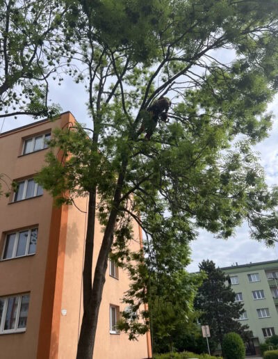 rizikove kaceni stromu brno a okoli martin visnovsky 23