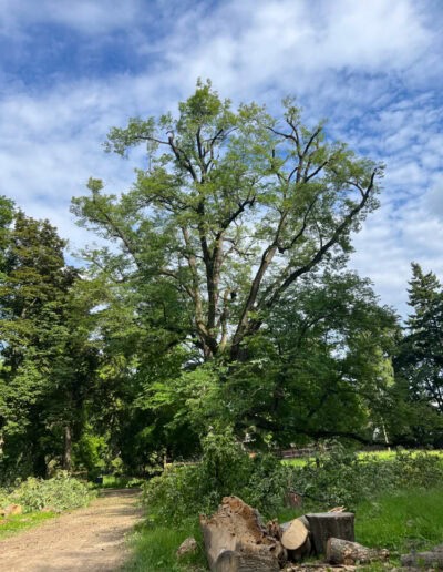 rizikove kaceni stromu brno a okoli martin visnovsky 24