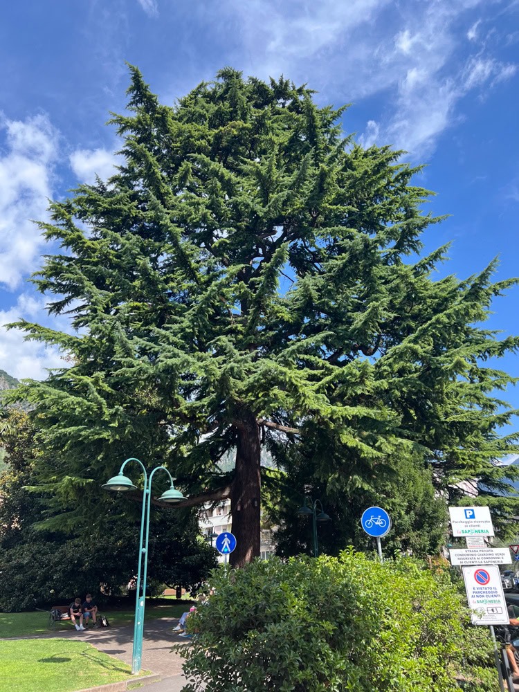 rizikove kaceni stromu brno a okoli martin visnovsky 26