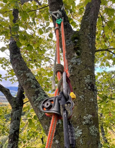 rizikove kaceni stromu brno a okoli martin visnovsky 31