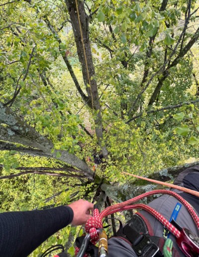 rizikove kaceni stromu brno a okoli martin visnovsky 32