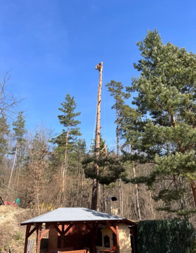 rizikove kaceni stromu brno a okoli martin visnovsky 4