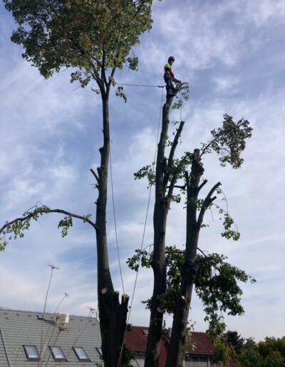 rizikove kaceni stromu brno a okoli martin visnovsky 47