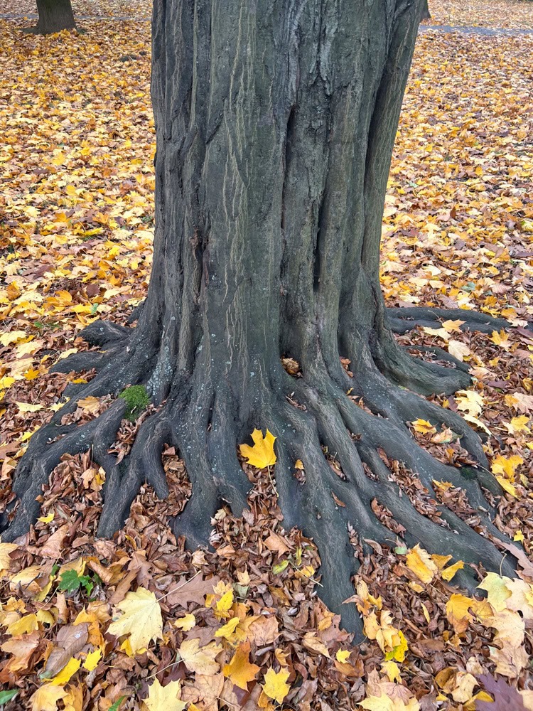 rizikove kaceni stromu brno a okoli martin visnovsky 49