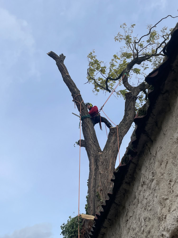 rizikove kaceni stromu brno a okoli martin visnovsky 53