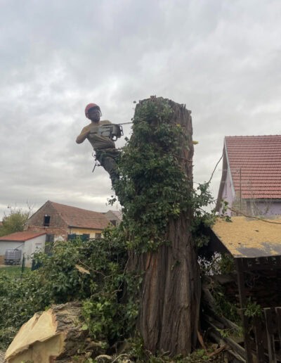 rizikove kaceni stromu brno a okoli martin visnovsky 54