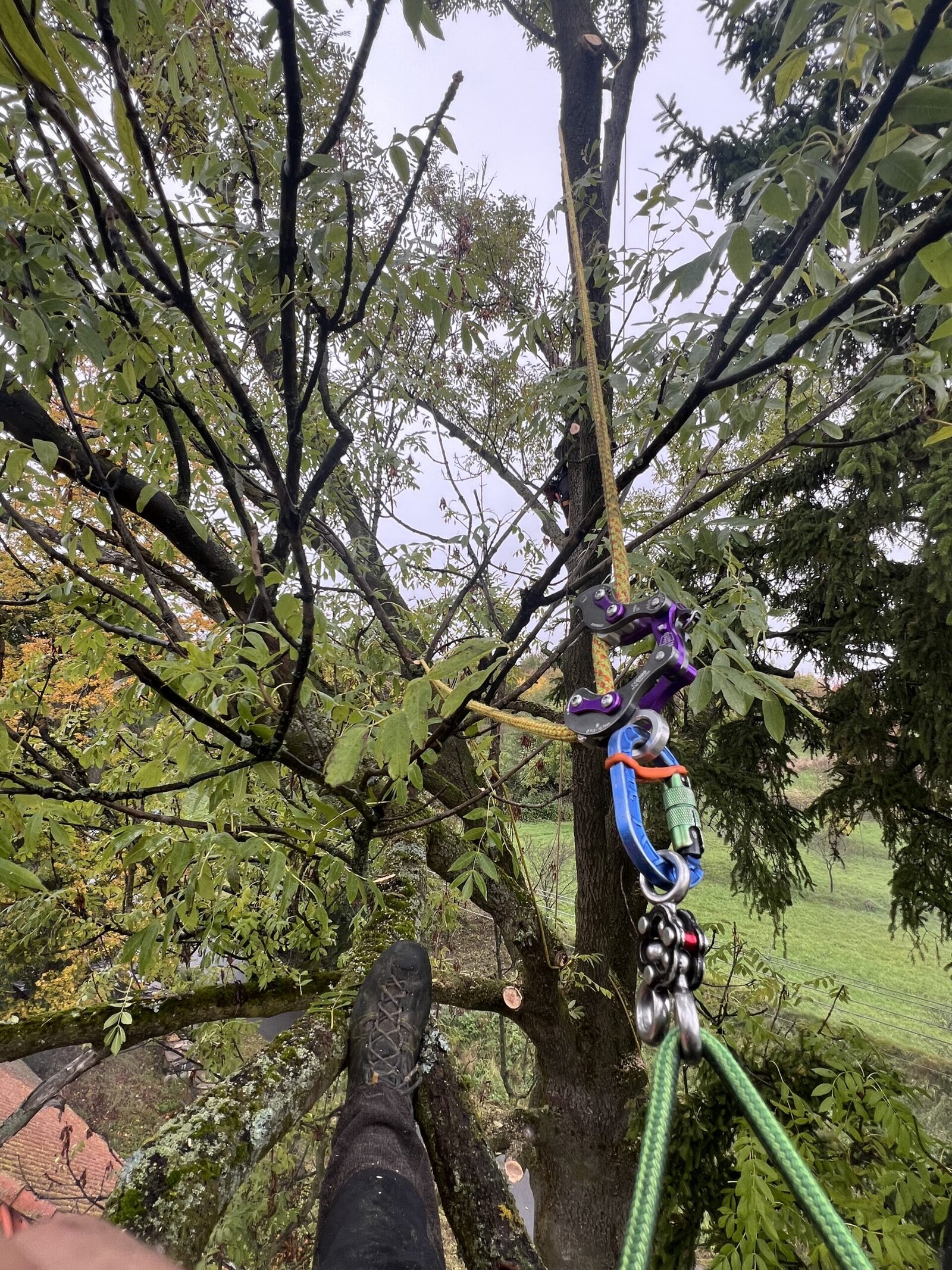 bezpecnostni rez stromu visnovsky scaled