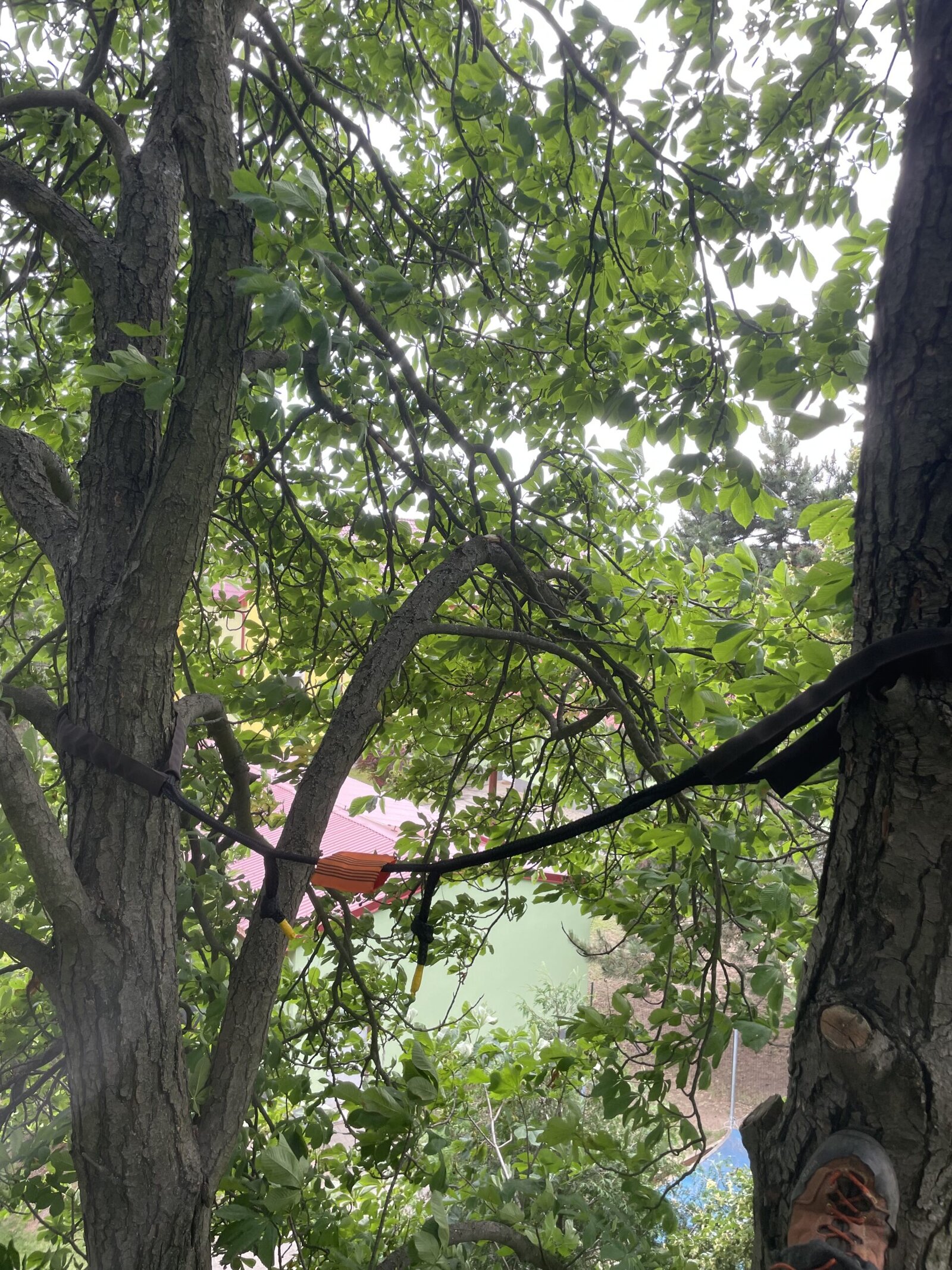 vazani korun stromu visnovsky scaled