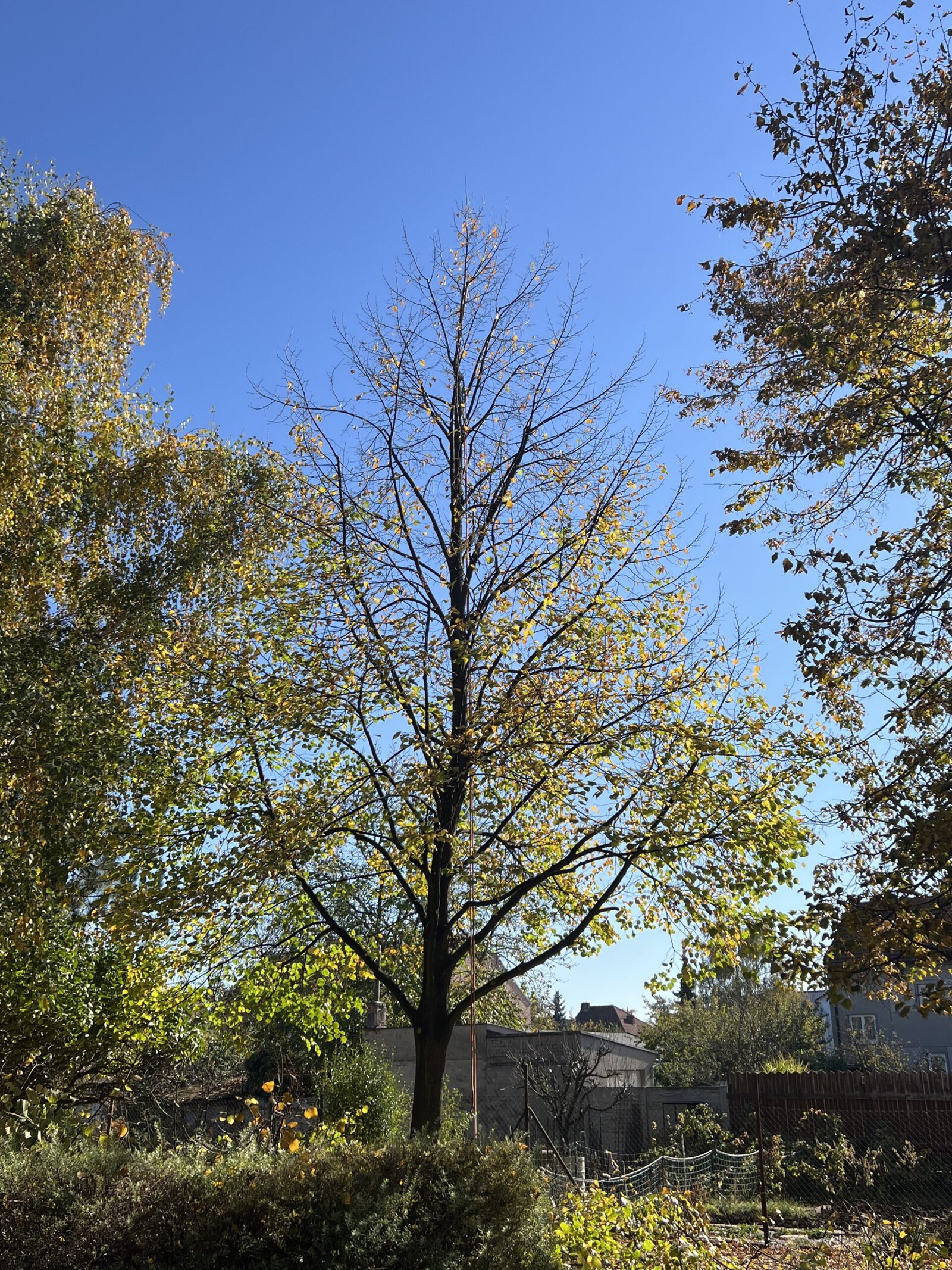 vychovny rez stromu brno scaled