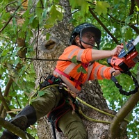 Arboristka při řezu stromu s pilou