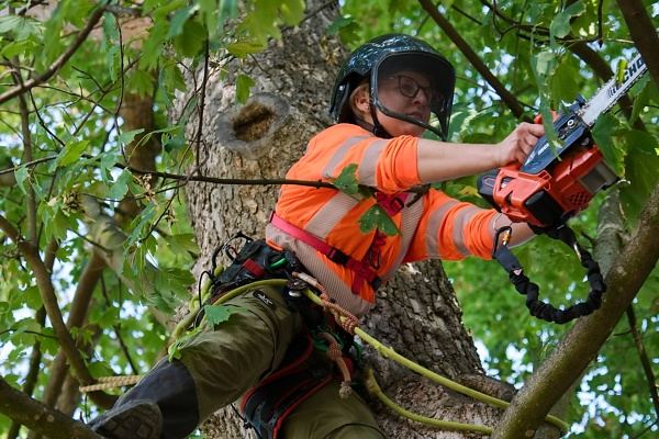 Arboristka při řezu stromu s pilou
