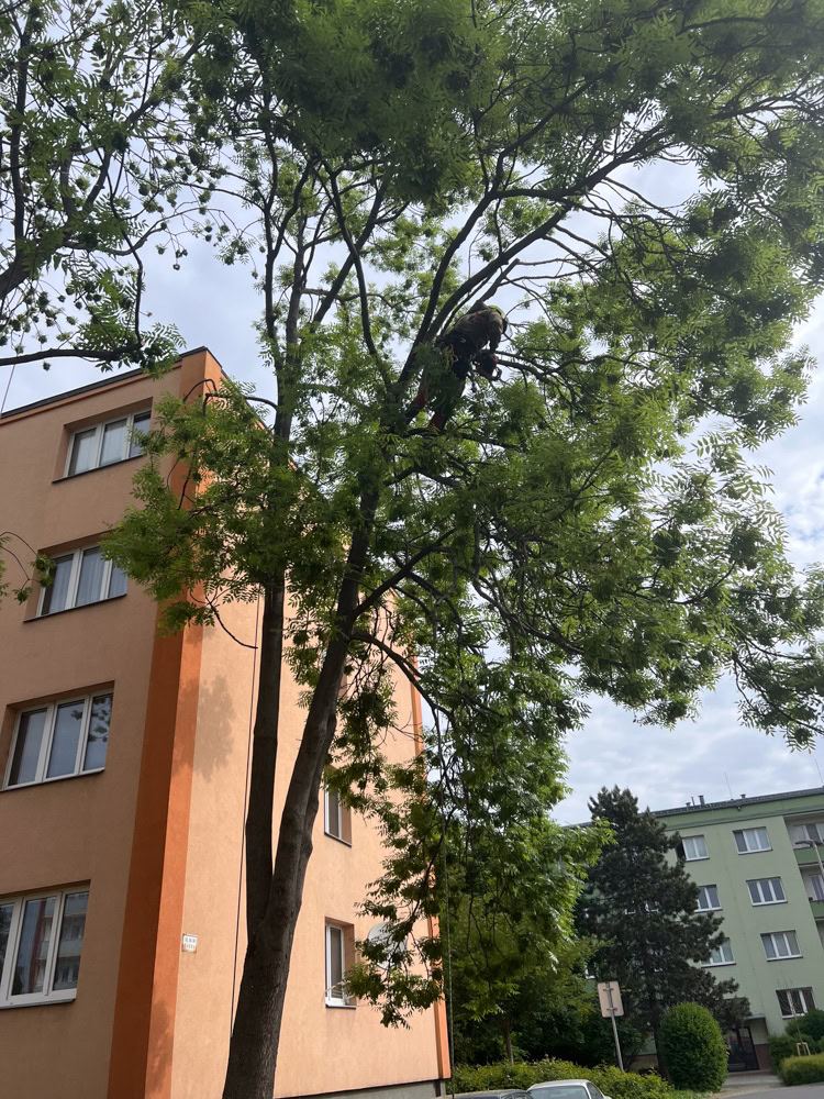 Redukční řez koruny stromu u budovy