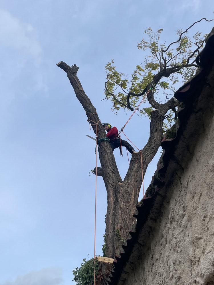 Rizikové kácení stromů lanovou technikou