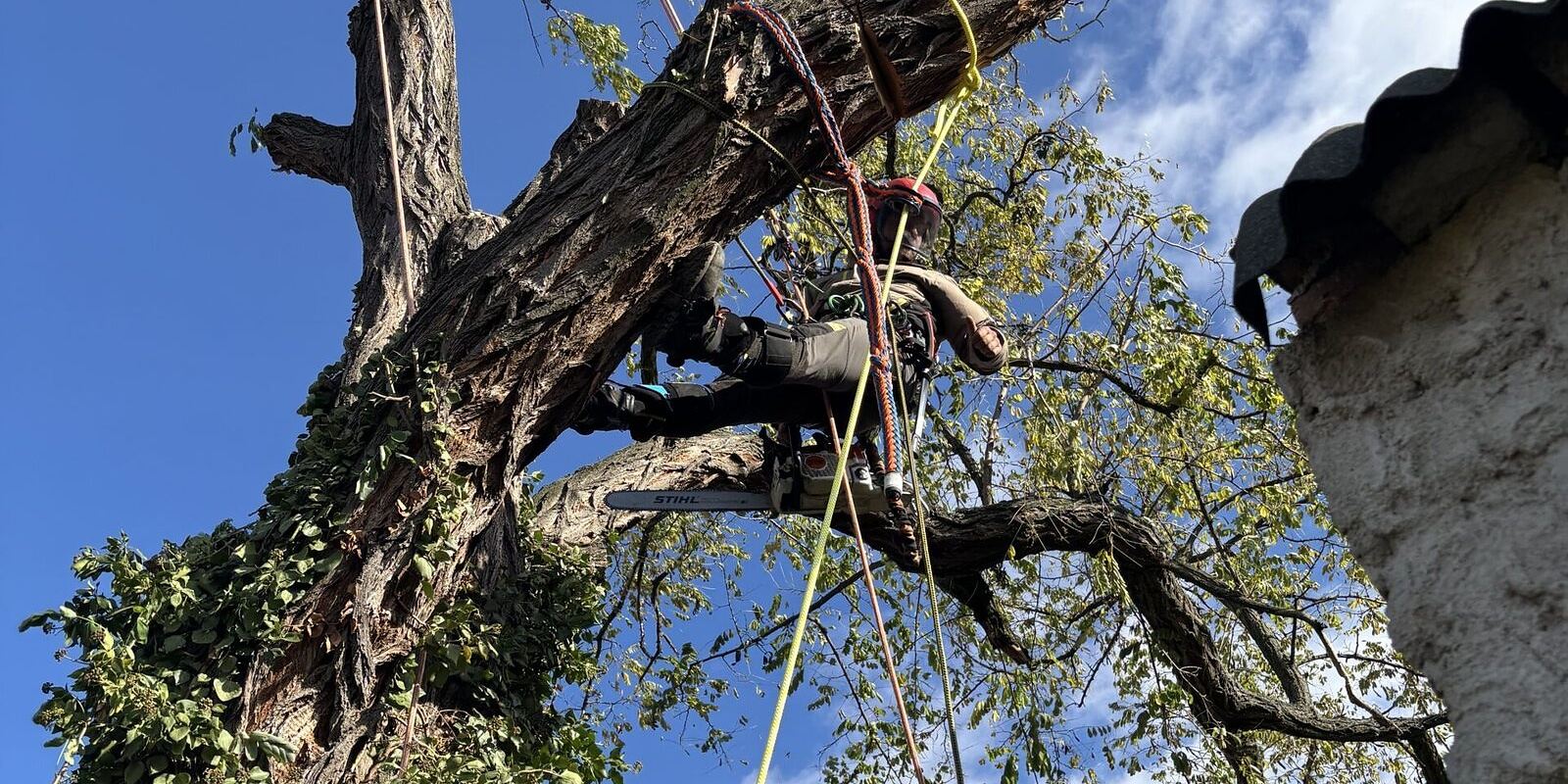 Rizikové kácení stromu Brno, arborista při práci v koruně