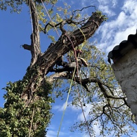 Rizikové kácení stromu Brno, arborista při práci v koruně