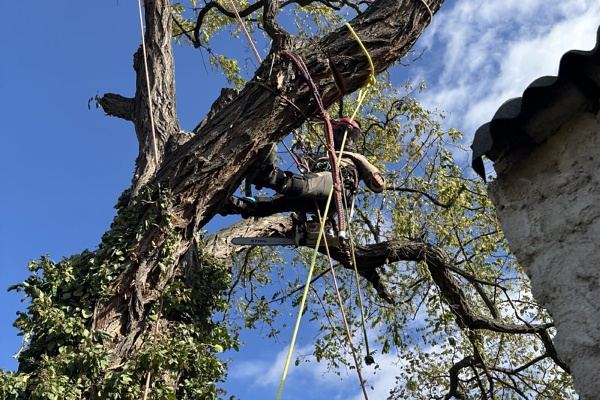 Rizikové kácení stromu Brno, arborista při práci v koruně