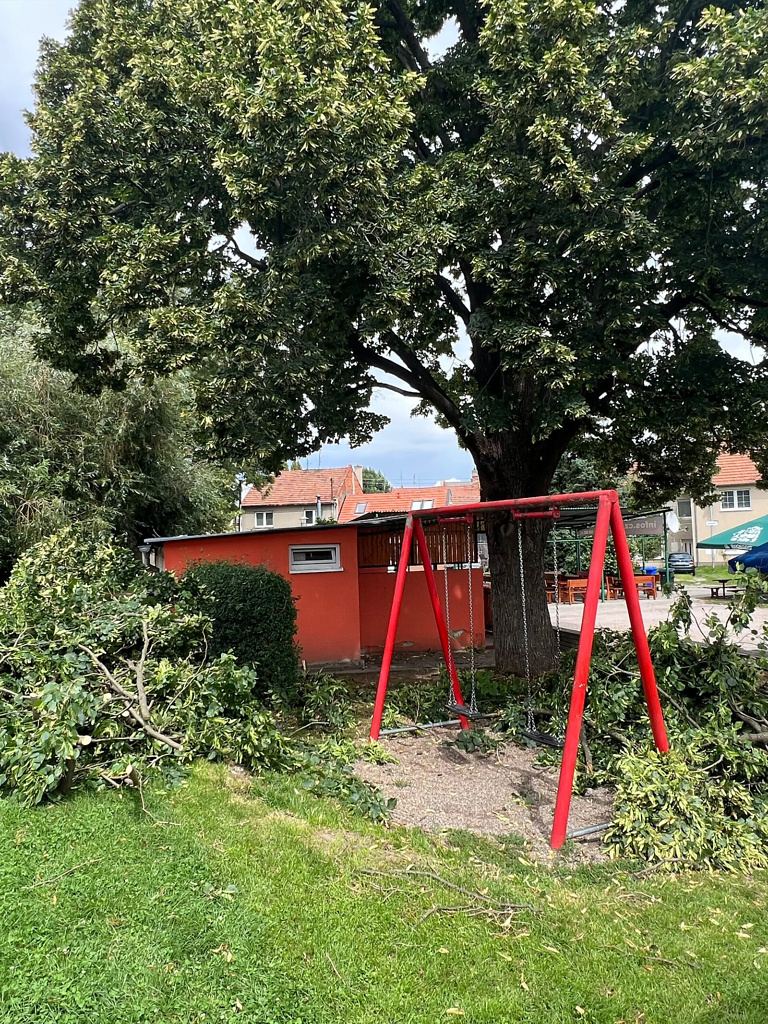 Zdravotní řez stromu
