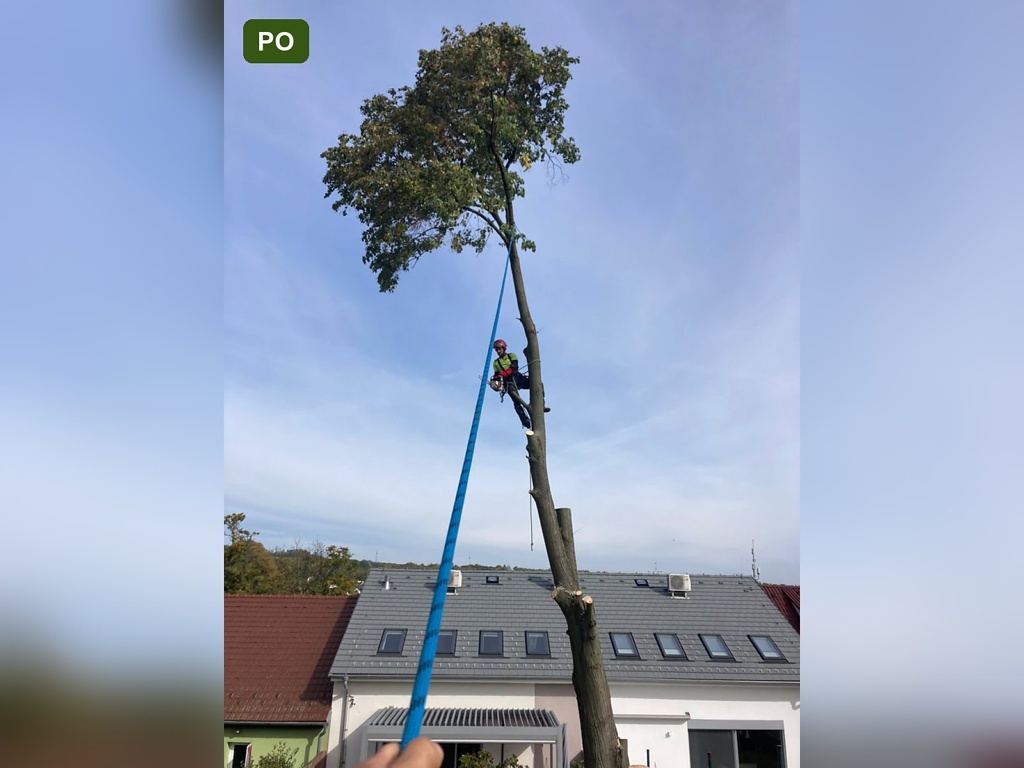 Kácení lípy v blízkosti budov, průběh kácení