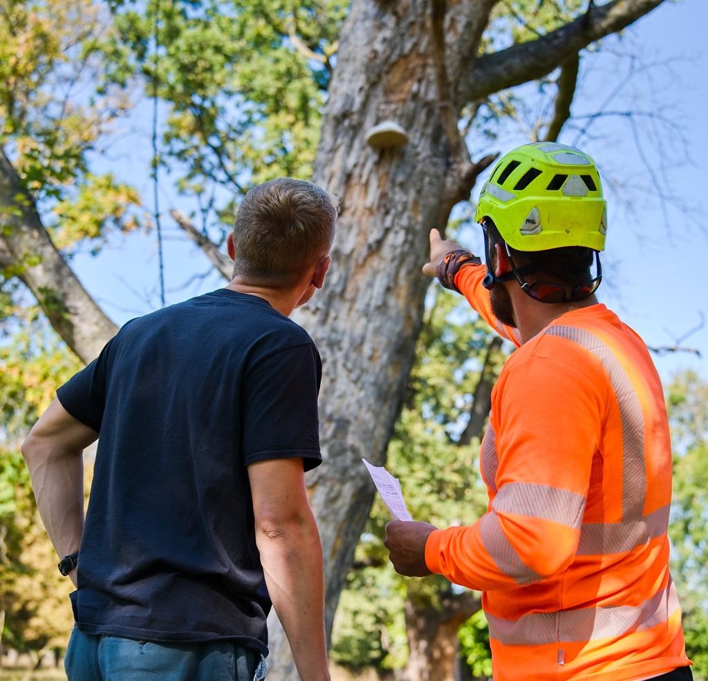 Arborista posuzuje stav stromu se zákazníkem